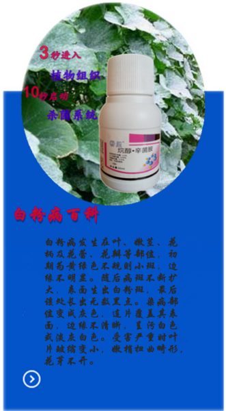 粉灵_9999999999_副本.png